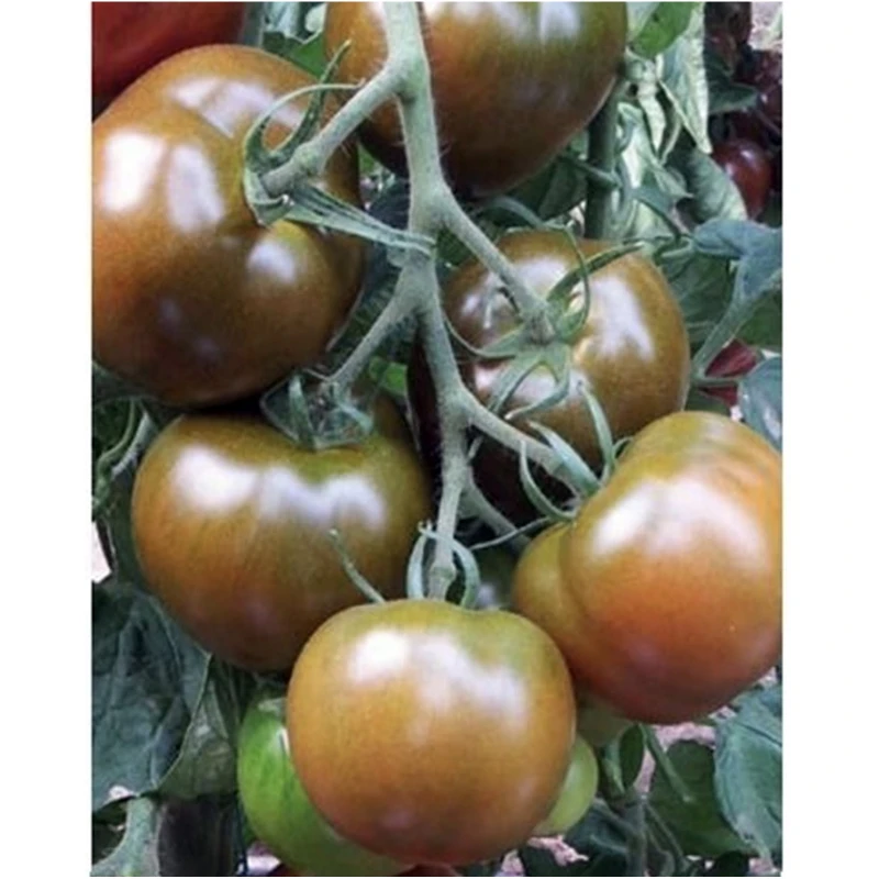 Seminte Tomate BIG SACHER F1, Yuksel Tohum, 100 seminte