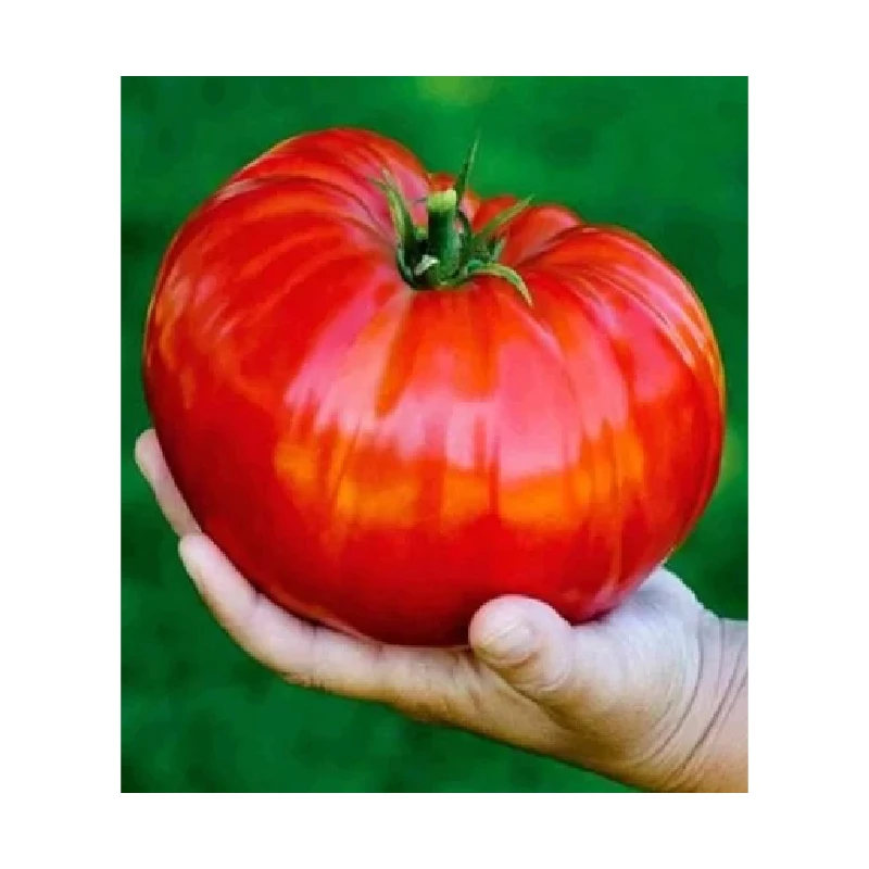 SEMINTE TOMATE GIANT RED  0.2 GR