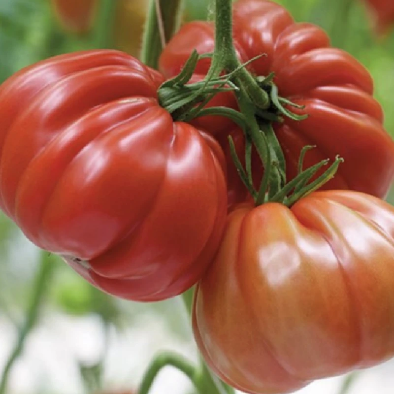 Seminte Tomate GRIFONE F1, Enza Zaden, 100 seminte