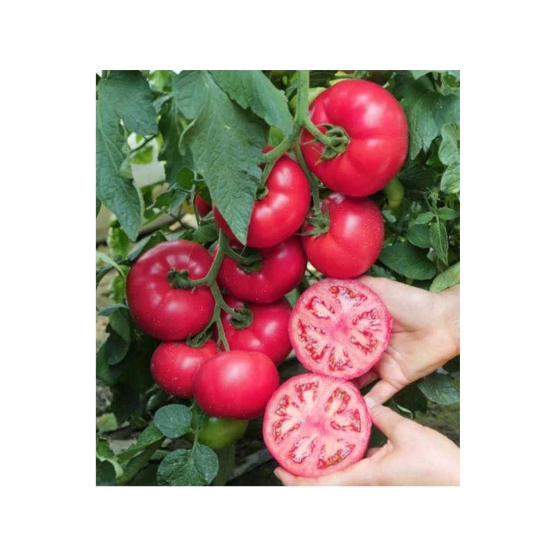 Seminte Tomate MANISTELLA F1, Hazera - 100 seminte