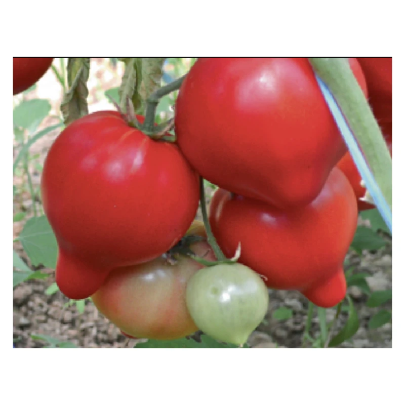 Seminte tomate PEKONET F1, 500 seminte, Syngenta