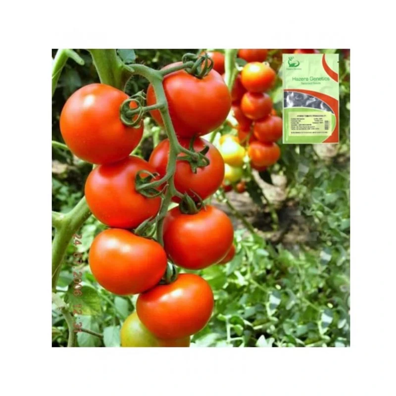 Seminte tomate Primadona F1, 100 seminte