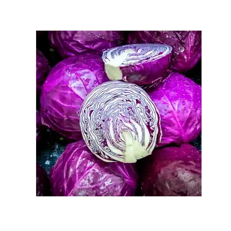 Seminte Varza rosie RED WIZARD F1, 1000 seminte