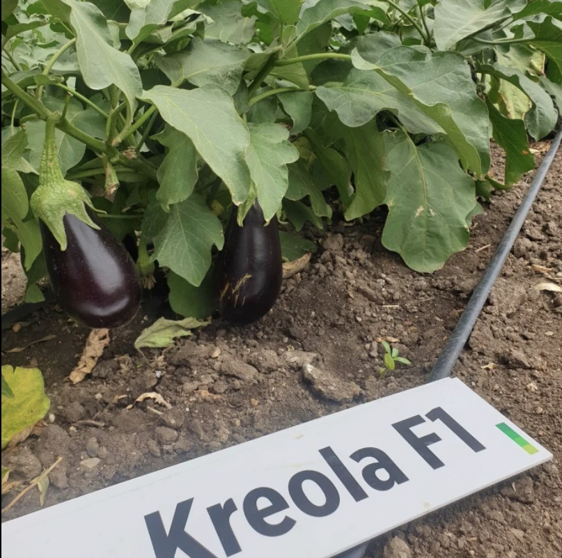 Seminte Vinete KREOLA F1 250 seminte, ZKI