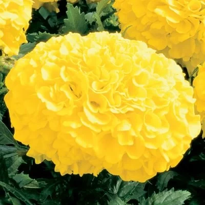 Tagetes erecta galben, 1000 seminte