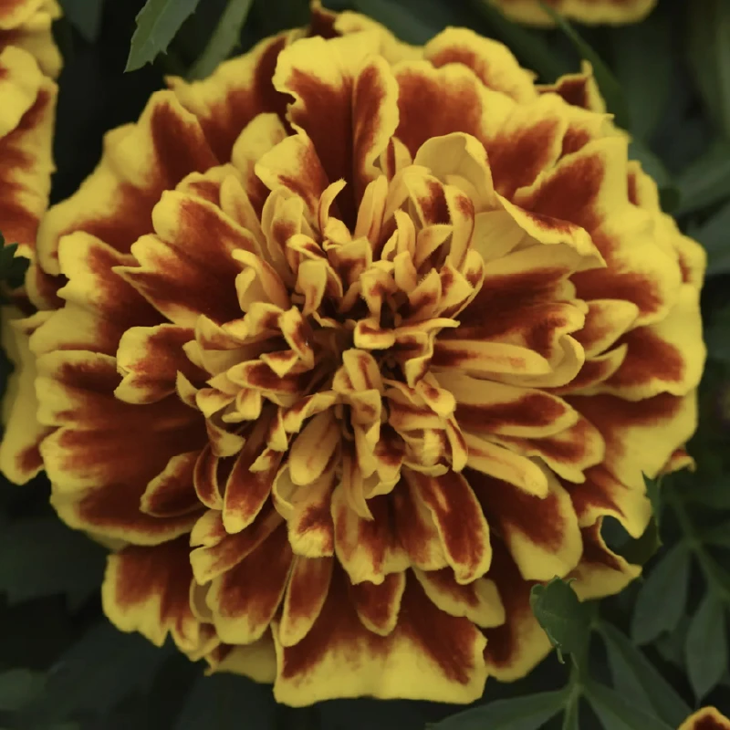 Tagetes patula nana ATON BEE - 1.000 seminte