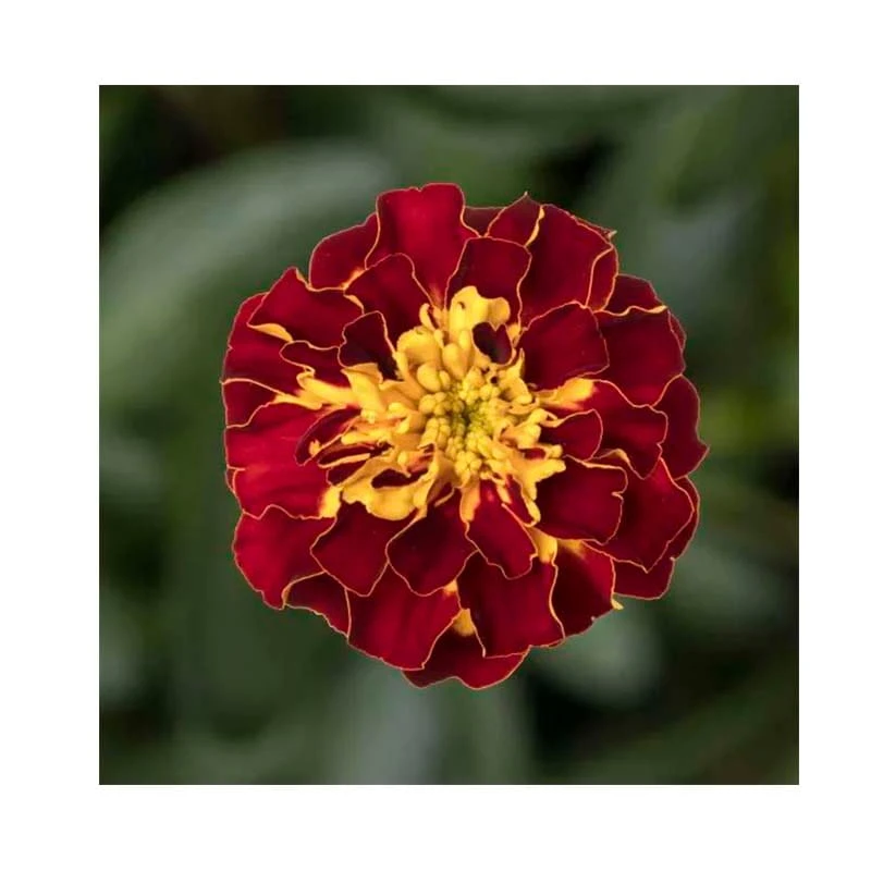 Tagetes patula nana ATON Flamenco - 1.000 seminte