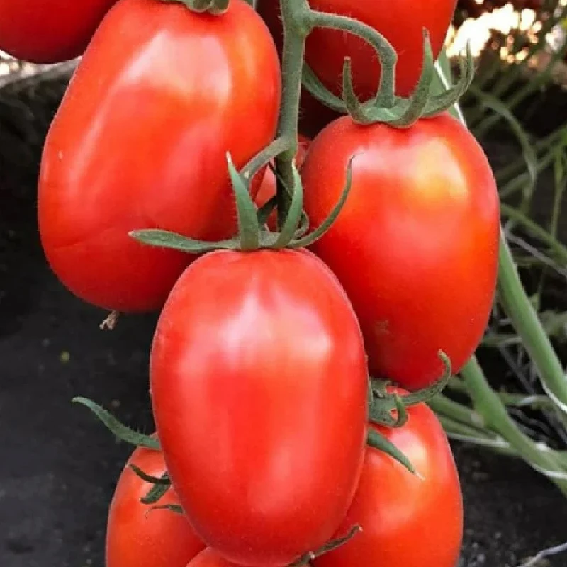 Seminte tomate DYNO F1, Clause - 1.000 seminte