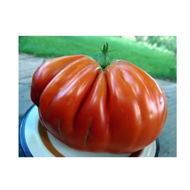 Tomate Pera D' Abruzzo - 100 seminte, Cora